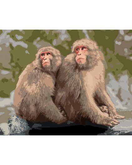 Maľovanie podľa čísel - DVE OPICE V ZOO V JAPONSKU