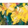 Maľovanie podľa čísel - ŽLTÉ NARCISY
