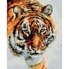 Maľovanie podľa čísel - TIGER V SNEHU