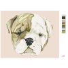 Maľovanie podľa čísel - ŠTENIATKO BULLDOGA (HALEY BUSH)