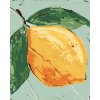 Maľovanie podľa čísel - CITRÓN I (HALEY BUSH)