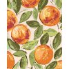 Maľovanie podľa čísel - ZÁTIŠIE POMARANČE (HALEY BUSH)