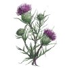 Maľovanie podľa čísel - BODLIAK V KVETE (ALEXANDRIA GILBERT)