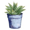 Maľovanie podľa čísel - SUKULENT V MODROM KVETINÁČI (ALEXANDRIA GILBERT)