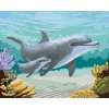 Maľovanie podľa čísel - DELFÍNY A KORALY (ROBERT JOHNSON)