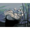 Maľovanie podľa čísel - ALIGÁTOR HLAVA VO VODE (D. RUSTY RUST)