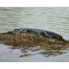 Maľovanie podľa čísel - ALIGÁTOR LEŽIACI NA TRÁVE VO VODE (D. RUSTY RUST)