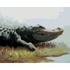 Maľovanie podľa čísel - ALIGÁTOR LEŽIACI V TRÁVE PRI VODE (D. RUSTY RUST)