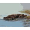 Maľovanie podľa čísel - ALIGÁTOR LEŽIACI VO VODE (D. RUSTY RUST)
