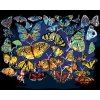 Maľovanie podľa čísel - FAREBNÉ MOTÝLE (D. RUSTY RUST)