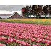 Maľovanie podľa čísel - RUŽOVÉ TULIPÁNY NA LÚKE (DENNIS FRATES)