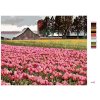 Maľovanie podľa čísel - RUŽOVÉ TULIPÁNY NA LÚKE (DENNIS FRATES)