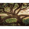 Maľovanie podľa čísel - STARÝ STROM (DENNIS FRATES)