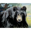 Maľovanie podľa čísel - MEDVEĎ POHĽAD DO OČÍ (D. RUSTY RUST)