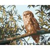 Maľovanie podľa čísel - SOVA NA KONÁRI A LISTY (D. RUSTY RUST)