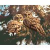 Maľovanie podľa čísel - SOVY NA STROME (D. RUSTY RUST)