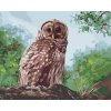 Maľovanie podľa čísel - SOVA A LES (D. RUSTY RUST)