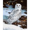 Maľovanie podľa čísel - SNEŽNÁ SOVA V ZIME (D. RUSTY RUST)