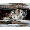 Maľovanie podľa čísel - SNEŽNÝ LEOPARD V ÚKRYTE (D. RUSTY RUST)