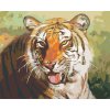 Maľovanie podľa čísel - ODPOČÍVAJÚCI TIGER PORTRÉT (D. RUSTY RUST)