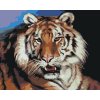 Maľovanie podľa čísel - TIGER PORTRÉT (D. RUSTY RUST)