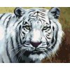 Maľovanie podľa čísel - BIELY TIGER POHĽAD PORTRÉT (D. RUSTY RUST)