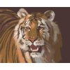Maľovanie podľa čísel - TIGER PORTRÉT (D. RUSTY RUST)