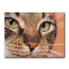Maľovanie podľa čísel - ZELENÉ OČI MAČKY