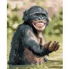 Maľovanie podľa čísel - ŠŤASTNÝ ŠIMPANZ