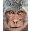 Maľovanie podľa čísel - OPICA Z BLÍZKA