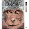 Maľovanie podľa čísel - OPICA Z BLÍZKA