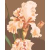 Maľovanie podľa čísel - RUŽOVÝ IRIS (MYROSLAVA VOLOSCHUK)