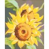 Maľovanie podľa čísel - SLNEČNICA 2 (MYROSLAVA VOLOSCHUK)