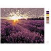 Maľovanie podľa čísel - LEVANDUĽOVÉ POLE PRI ZÁPADE SLNKA
