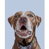 Diamantové maľovanie - HNEDÝ LABRADOR