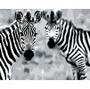 Diamantové maľovanie - PRUHOVANÉ ZEBRY