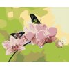 Maľovanie podľa čísel - ORCHIDEA S MOTÝLIKMI