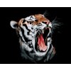 Maľovanie podľa čísel - TIGER S OTVORENOU TLAMOU