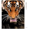 Diamantové maľovanie - TIGER PRI VODE