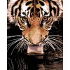 Diamantové maľovanie - TIGER PRI VODE