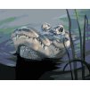 Diamantové maľovanie - ALIGÁTOR HLAVA VO VODE (D. RUSTY RUST)