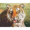 Diamantové maľovanie - ODPOČÍVAJÚCI TIGER PORTRÉT (D. RUSTY RUST)