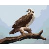 Diamantové maľovanie - OROL NA KONÁRI 2 (D. RUSTY RUST)
