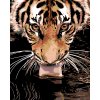 Maľovanie podľa čísel - TIGER PRI VODE