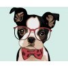 Maľovanie podľa čísel - BULDOČEK S OKULIARMI