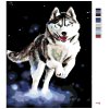 Maľovanie podľa čísel - HUSKY