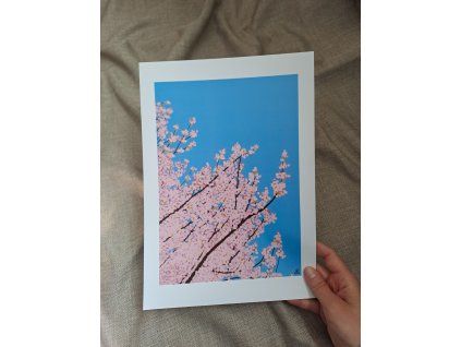 Autorský tisk | Sakura