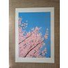Autorský tisk | Sakura