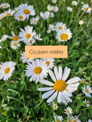 Inspiraci nejčastěji nacházím na procházkách. Tady mě zrovna nadchlo, že už kvetou mé milované kopretiny. Chtěla jsem si...