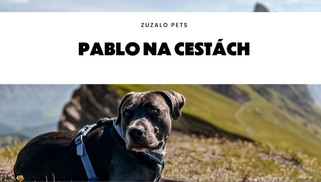 Pablo cestuje – 8 produktov na cestovanie so psom